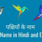 Birds Name in Hindi and English